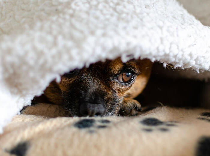 Scared Pet hiding under the blanket