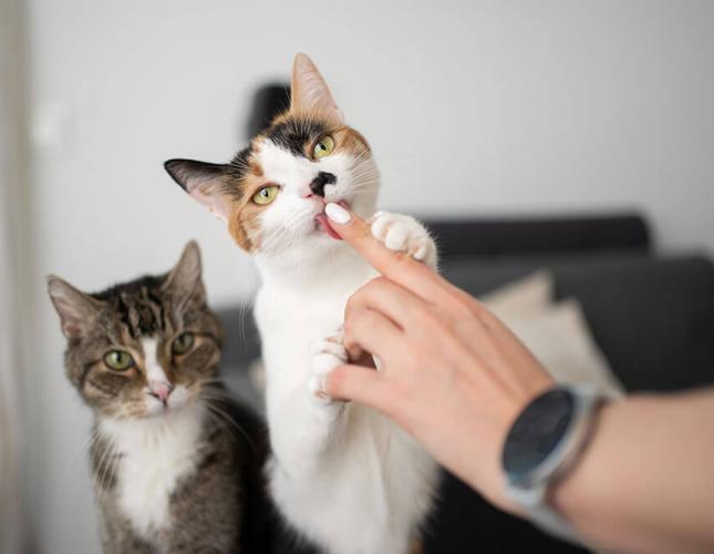 A Fear-Free Journey: Helping Your Cat Visit the Veterinarian with Ease