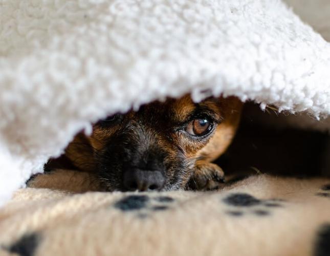 Fireworks and Pet Safety: Let’s Light Up the Sky, Not Our Pets’ Nerves