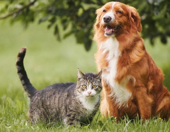 Allergic Skin Disease in Pets: Ear Infections