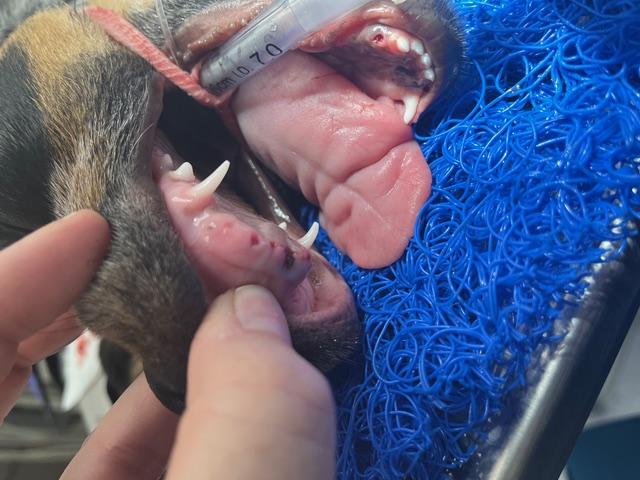 dog dental care at guardian vet