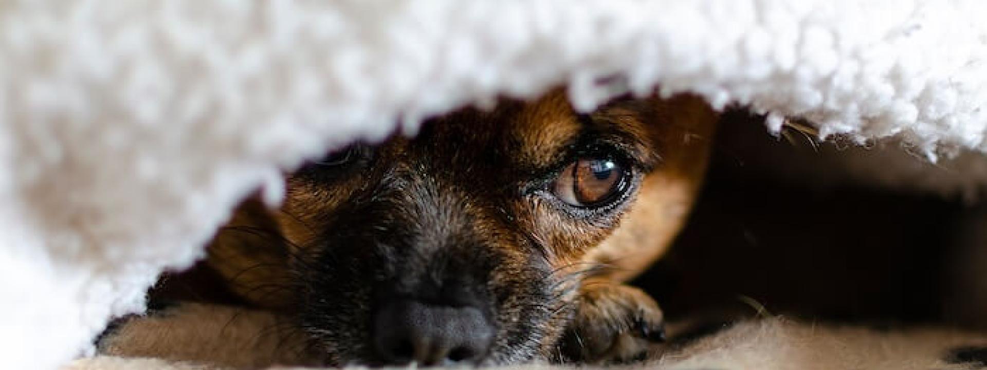 Scared Pet hiding under the blanket